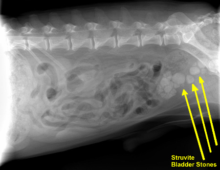 Homemade dog food hotsell for struvite bladder stones